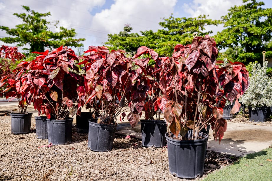 Copperleaf Tropical Garden Supply Riz Garden Hollywood, FL